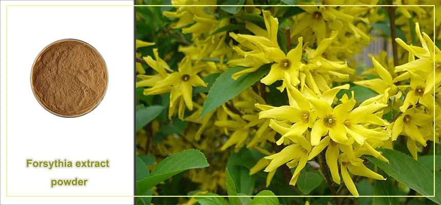 Forsythia extract powder Raw material display