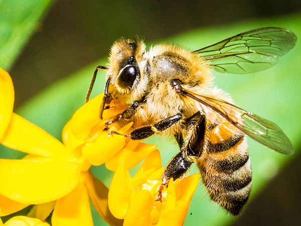 Melittin peptides are derived from bee venom Melittin peptides are derived from bee venom